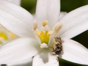 Small Bee on White Flower