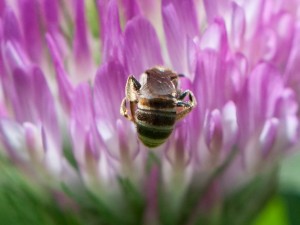 Small Bee on Clover Flower