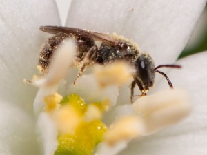 Tiny Bee Covered with Pollen