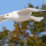 Ring Billed Gull In Flight