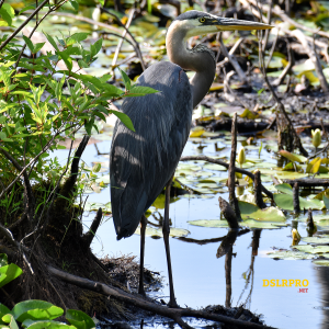 Picture of a Blue Heron Taken with Nikon 200mm-500mm Lens